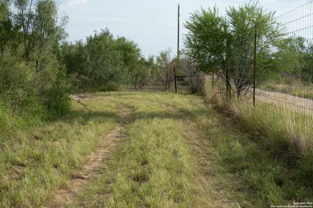 a view of a forest with trees in the background