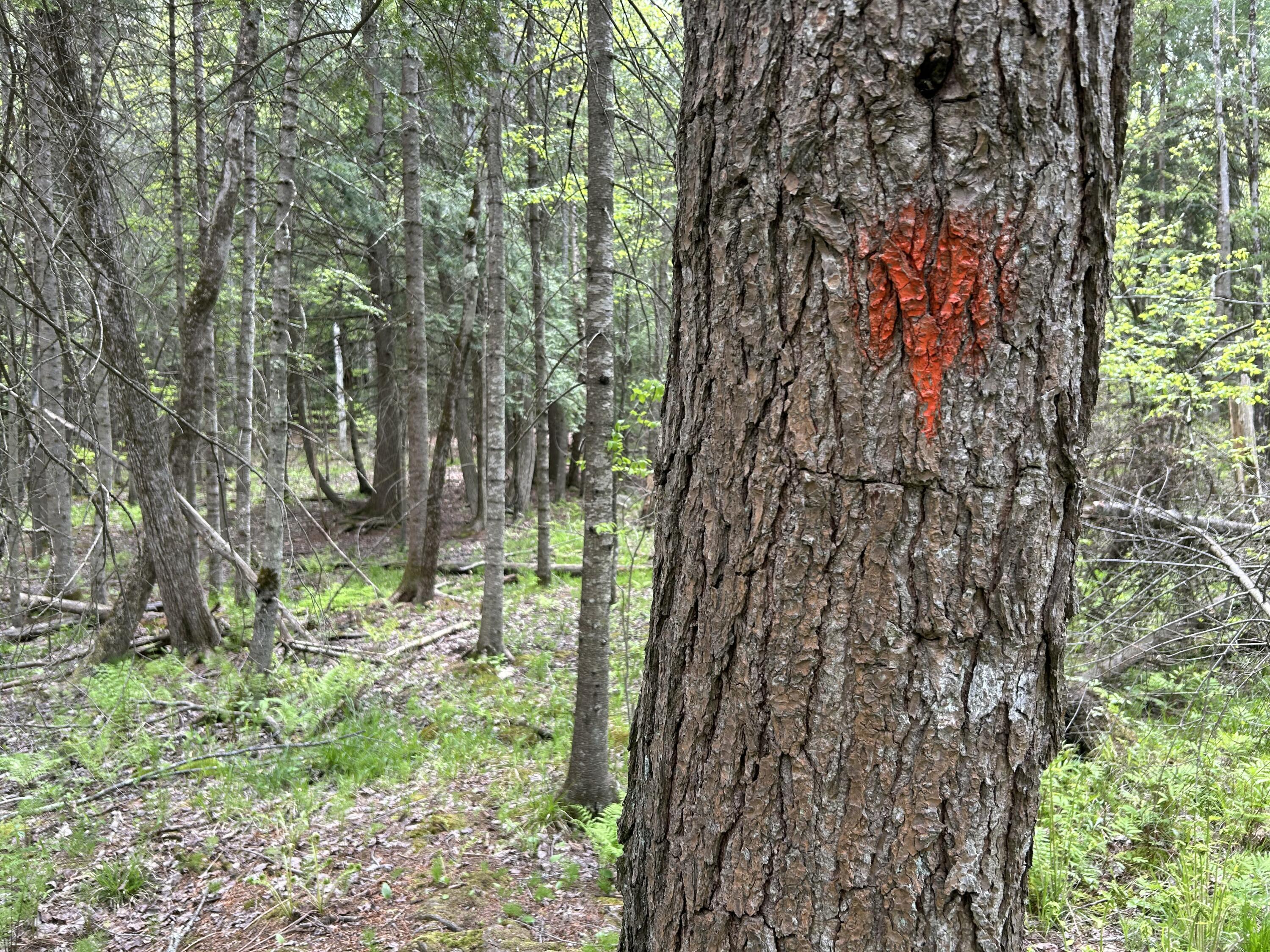 281 Randall Road Lewiston, ME 04240 - Photo 5 of 31