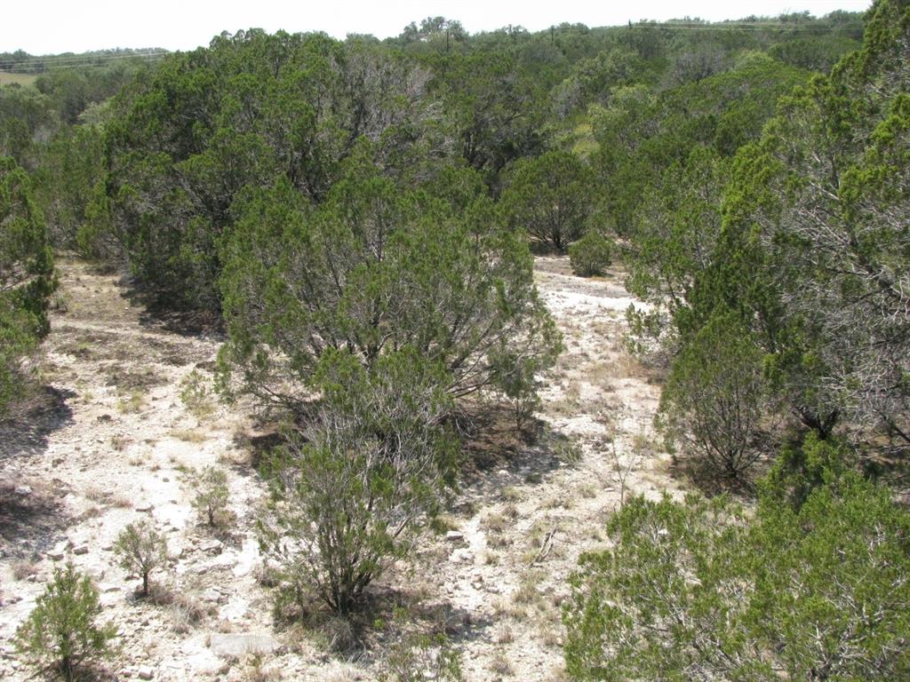 Lot 11-ph Private Road Evant, TX 76525 - Photo 14 of 18 a view of a forest with a tree