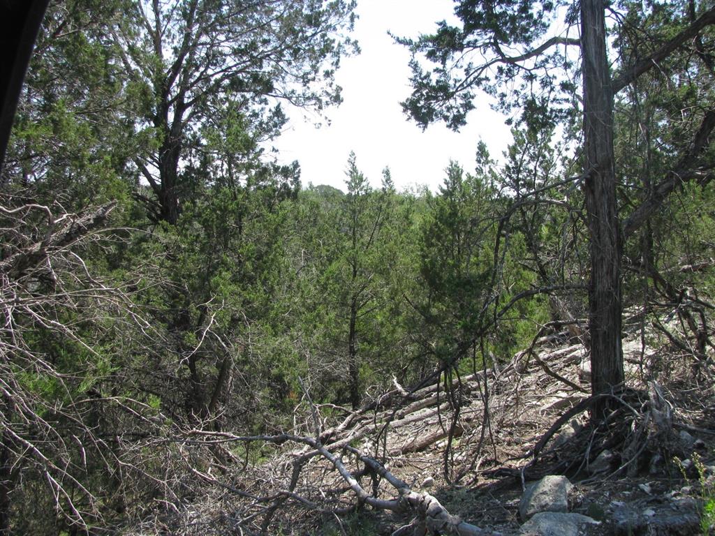 Lot 11-ph Private Road Evant, TX 76525 - Photo 2 of 18 a view of a forest with trees in front of it