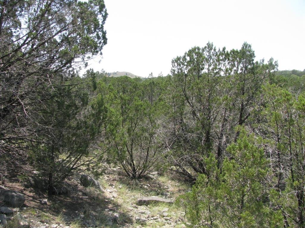 Lot 11-ph Private Road Evant, TX 76525 - Photo 4 of 18 a view of a forest with lush green forest