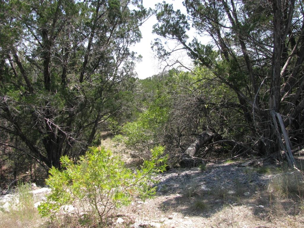 Lot 11-ph Private Road Evant, TX 76525 - Photo 10 of 18 a view of a yard with a tree