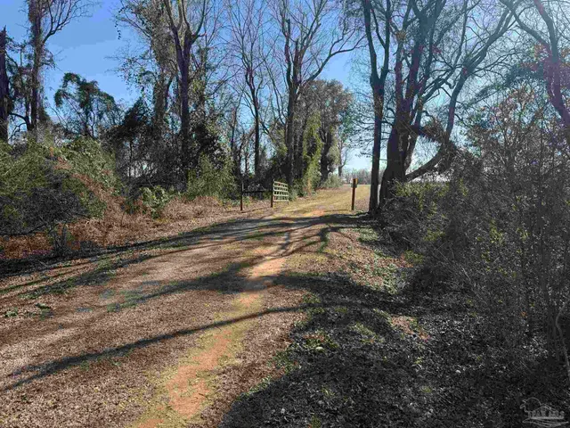 a view of dirt yard with a large tree