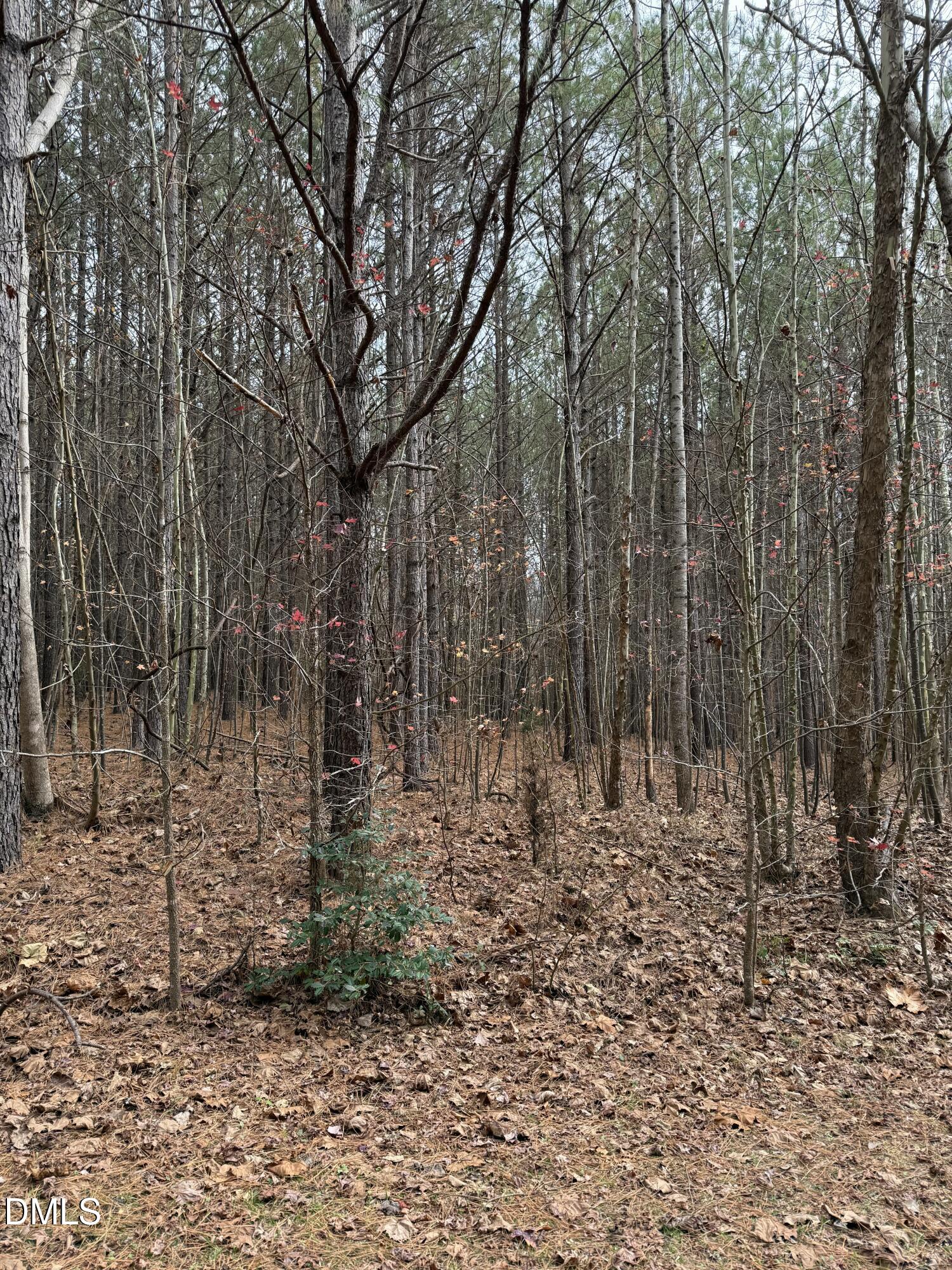0 Tommie Daniel Road Oxford, NC 27565 - Photo 23 of 72 a view of a yard with trees in the background