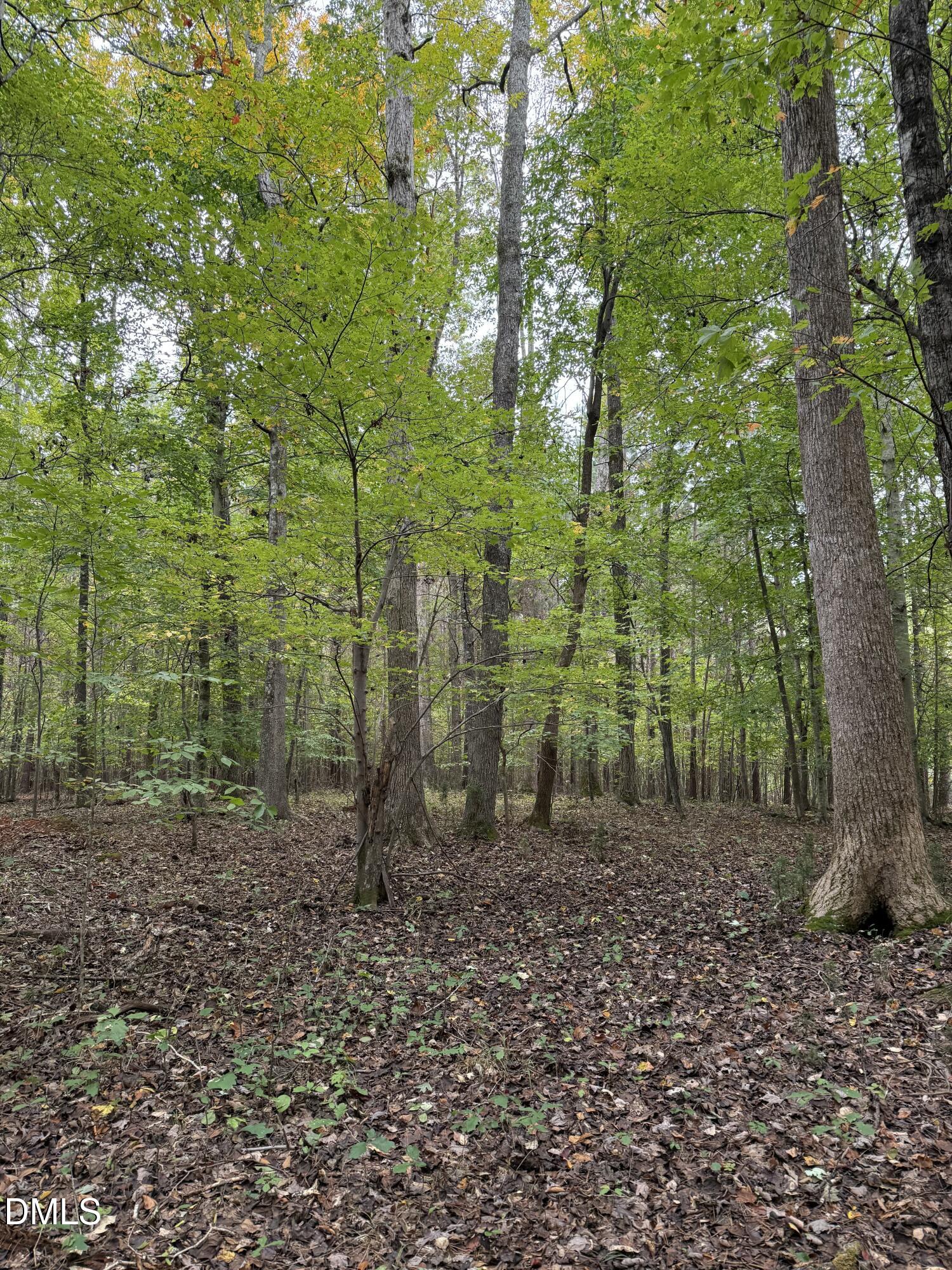 0 Tommie Daniel Road Oxford, NC 27565 - Photo 26 of 72 a view of a forest with trees
