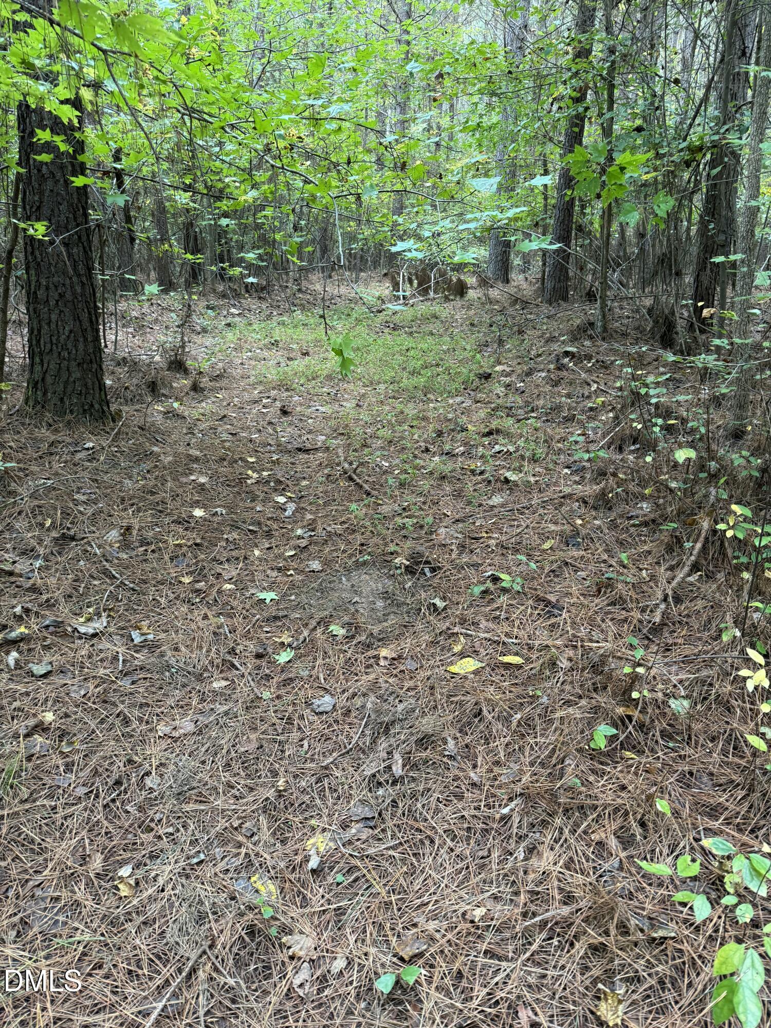 0 Tommie Daniel Road Oxford, NC 27565 - Photo 32 of 72 a view of a forest with trees in the background