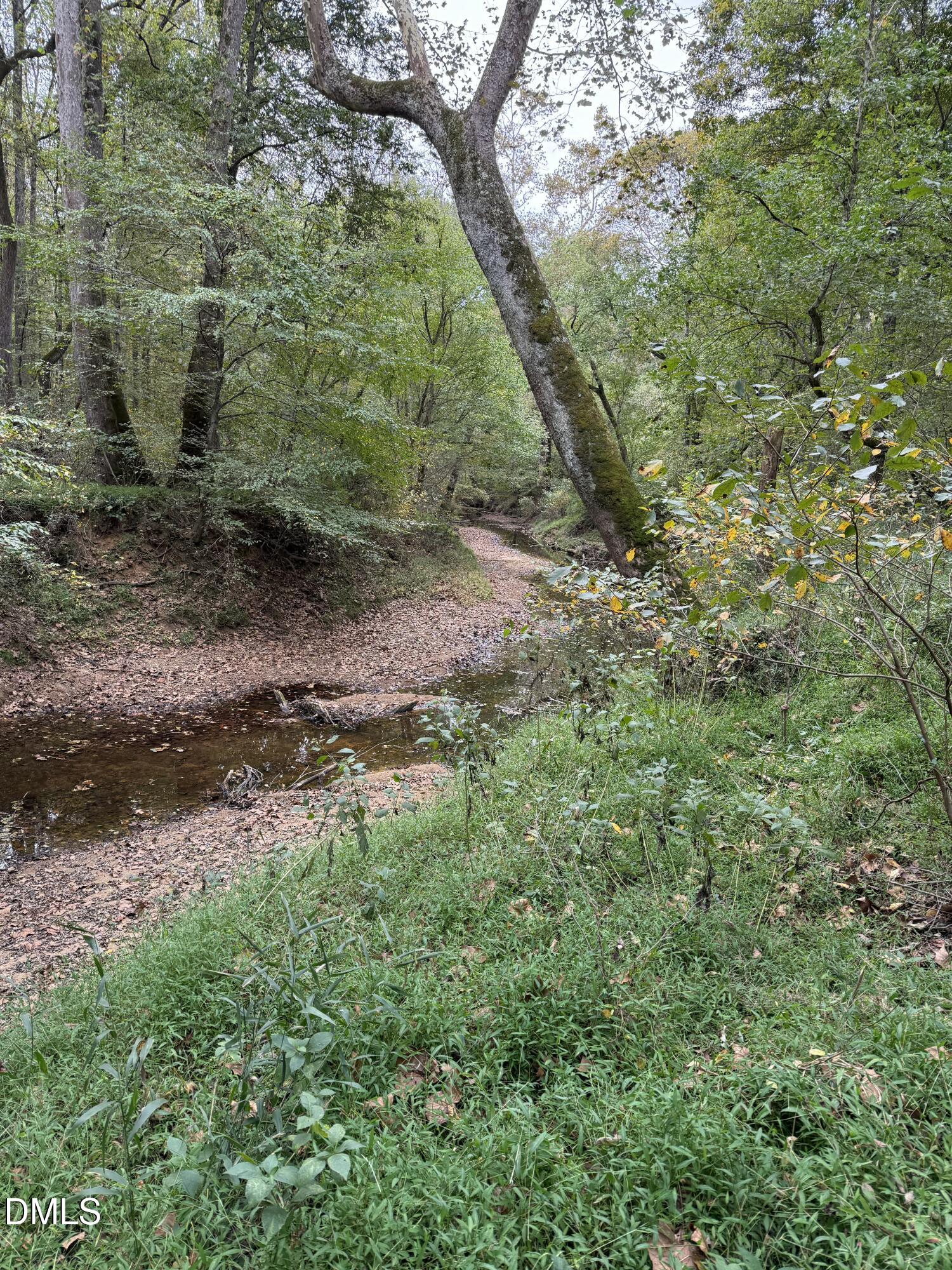 0 Tommie Daniel Road Oxford, NC 27565 - Photo 38 of 72 a view of a yard with plants and a large tree