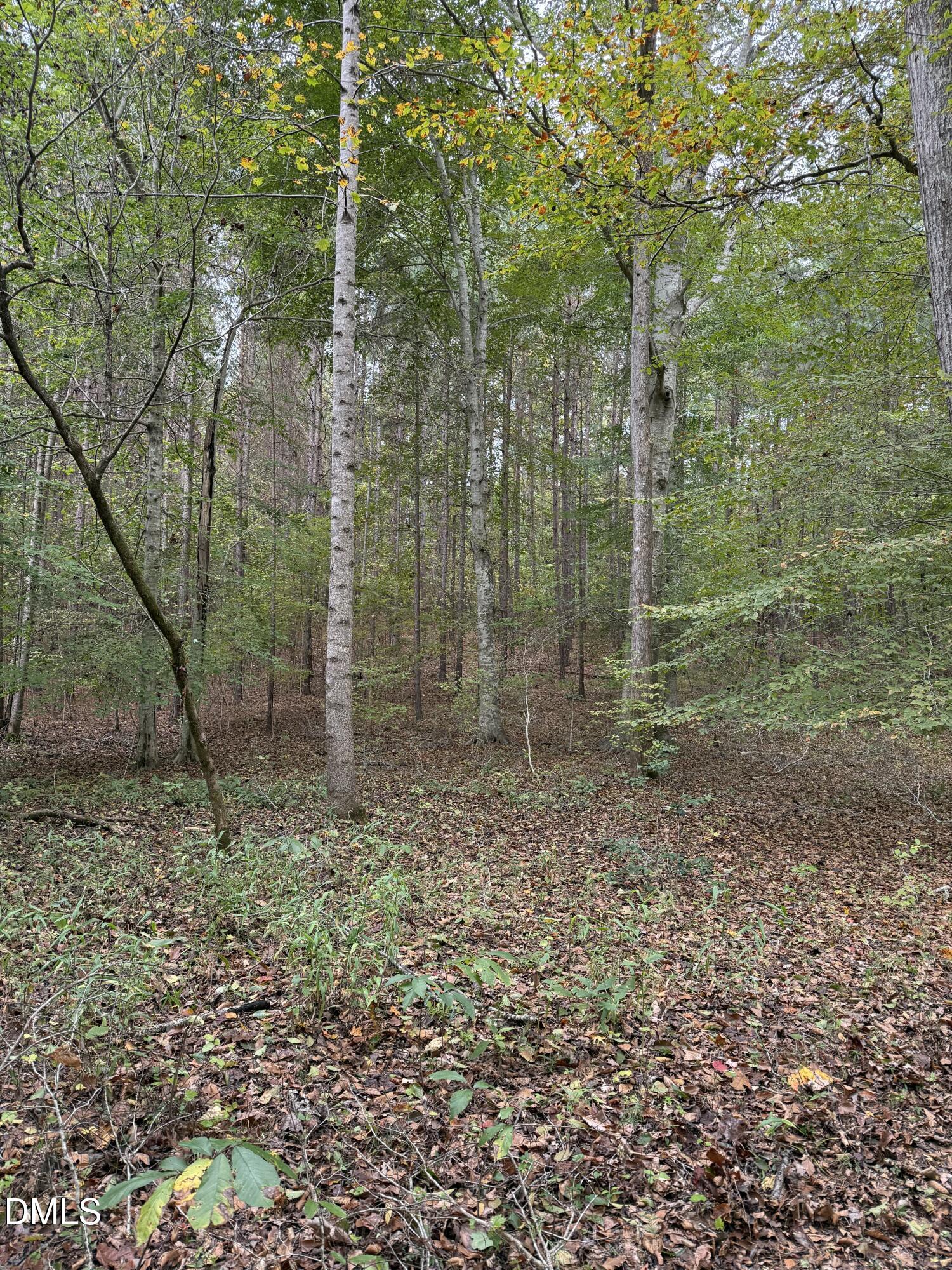 0 Tommie Daniel Road Oxford, NC 27565 - Photo 40 of 72 a view of a forest with trees