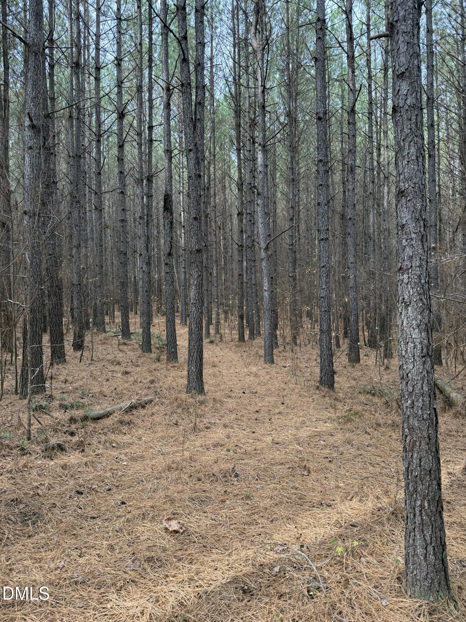 0 Tommie Daniel Road Oxford, NC 27565 - Photo 43 of 72 a view of a yard with trees