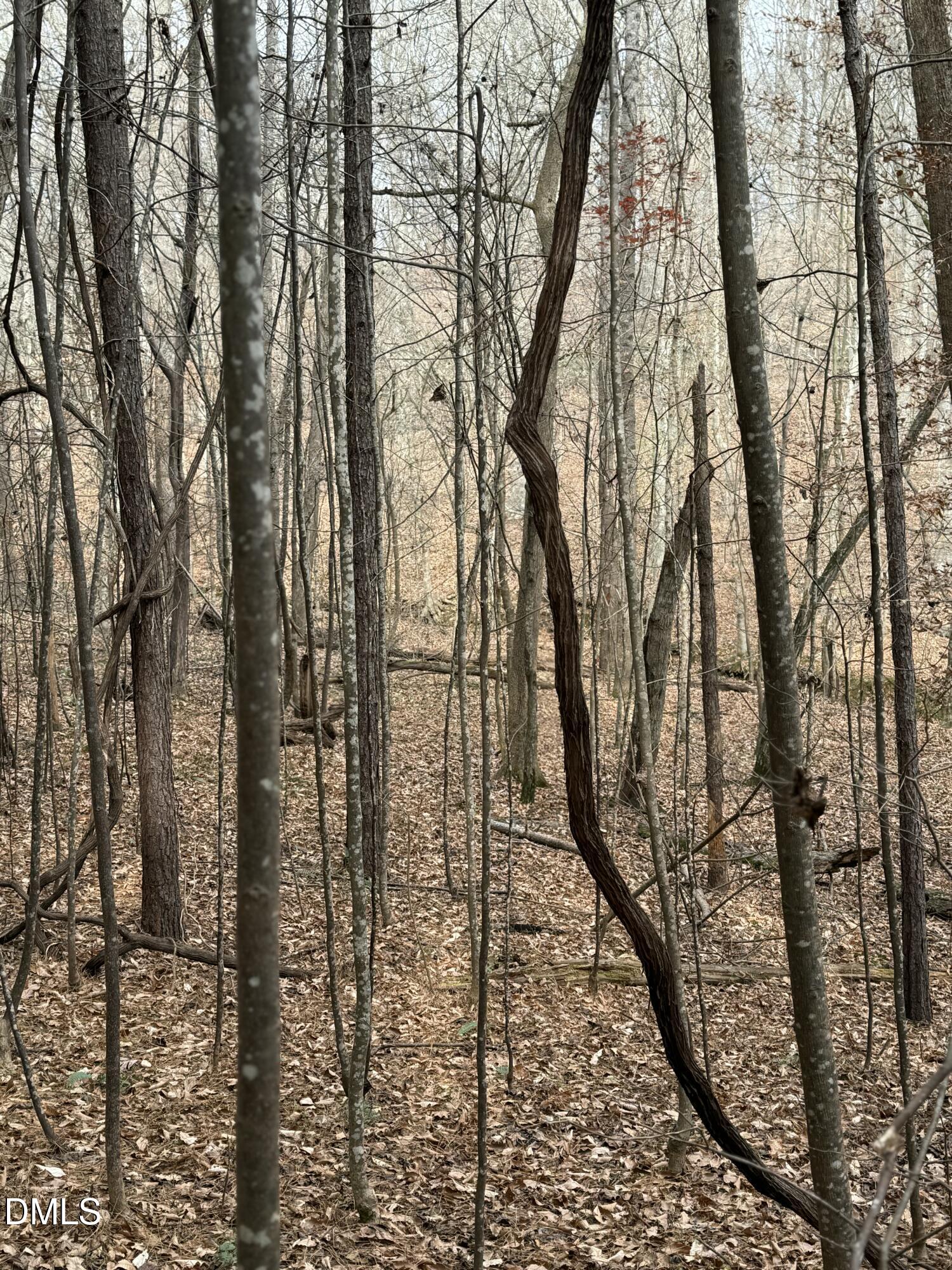 0 Tommie Daniel Road Oxford, NC 27565 - Photo 45 of 72 a view of a forest