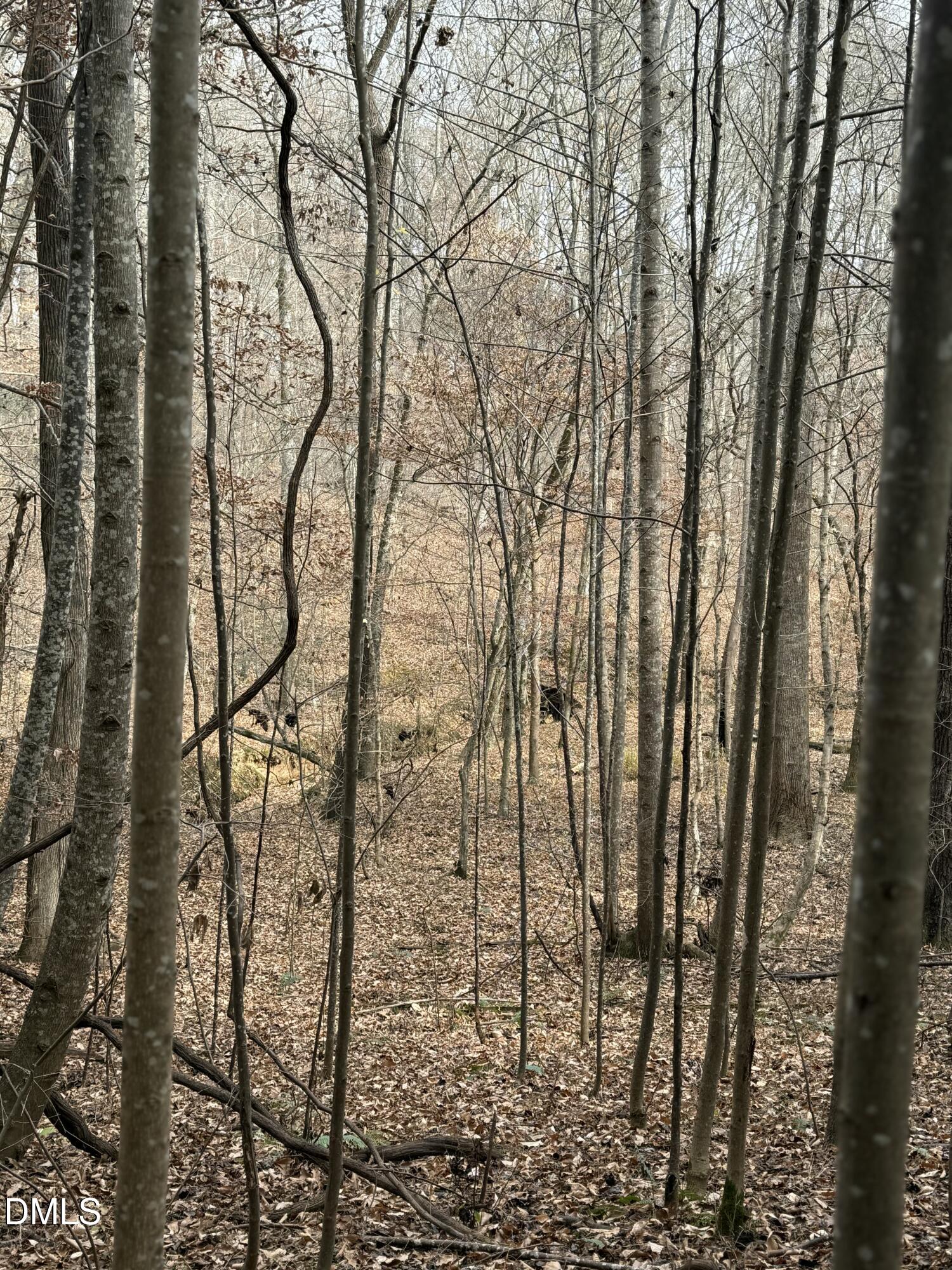 0 Tommie Daniel Road Oxford, NC 27565 - Photo 47 of 72 a backyard of a house with lots of green space