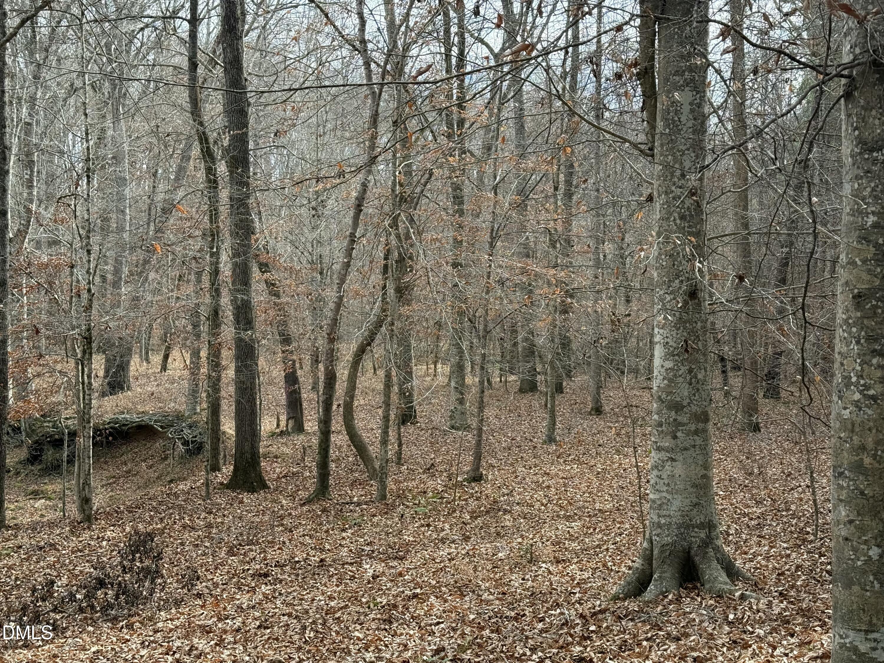0 Tommie Daniel Road Oxford, NC 27565 - Photo 49 of 72 a view of a yard with trees