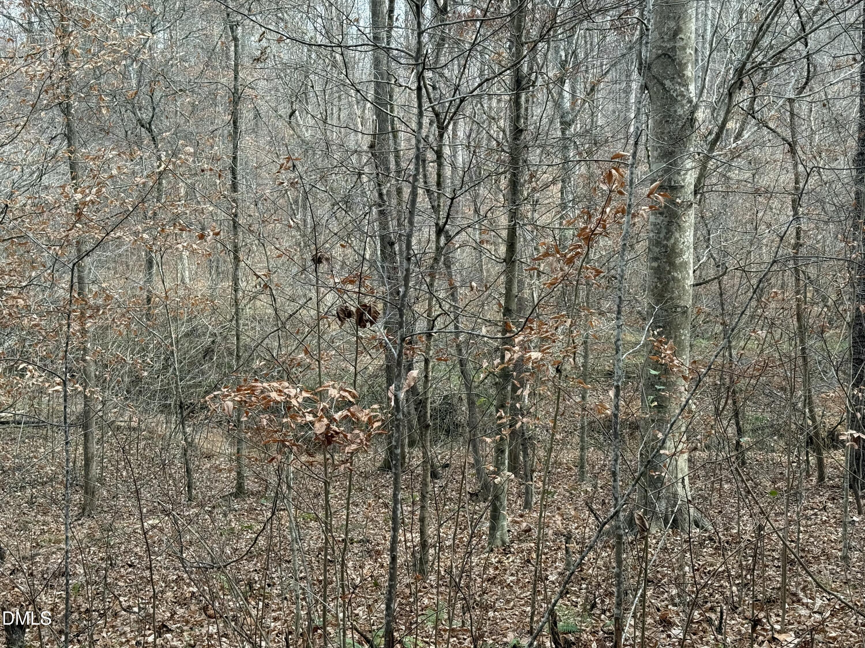 0 Tommie Daniel Road Oxford, NC 27565 - Photo 52 of 72 a close up of a plant