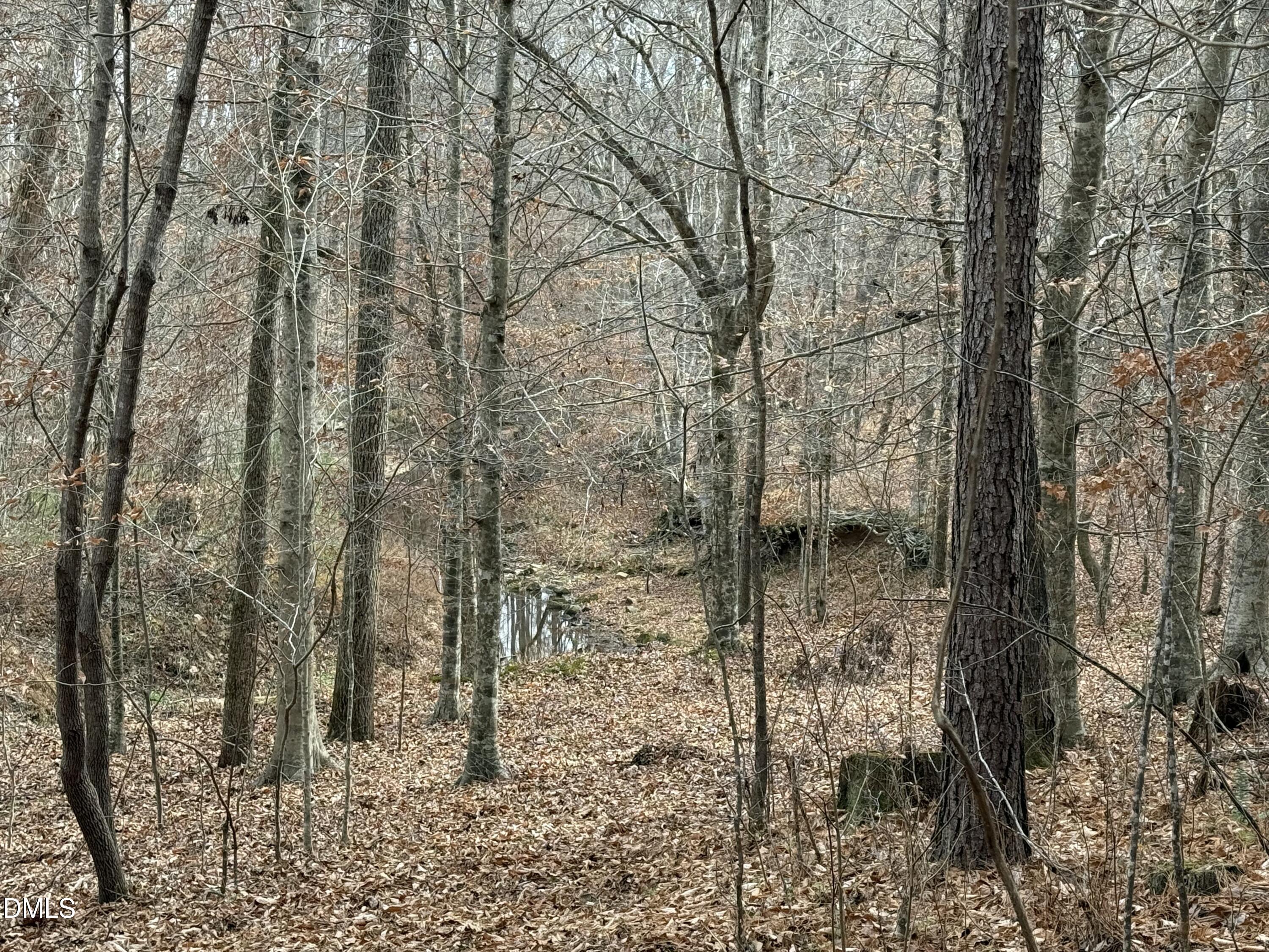 0 Tommie Daniel Road Oxford, NC 27565 - Photo 54 of 72 a view of a forest