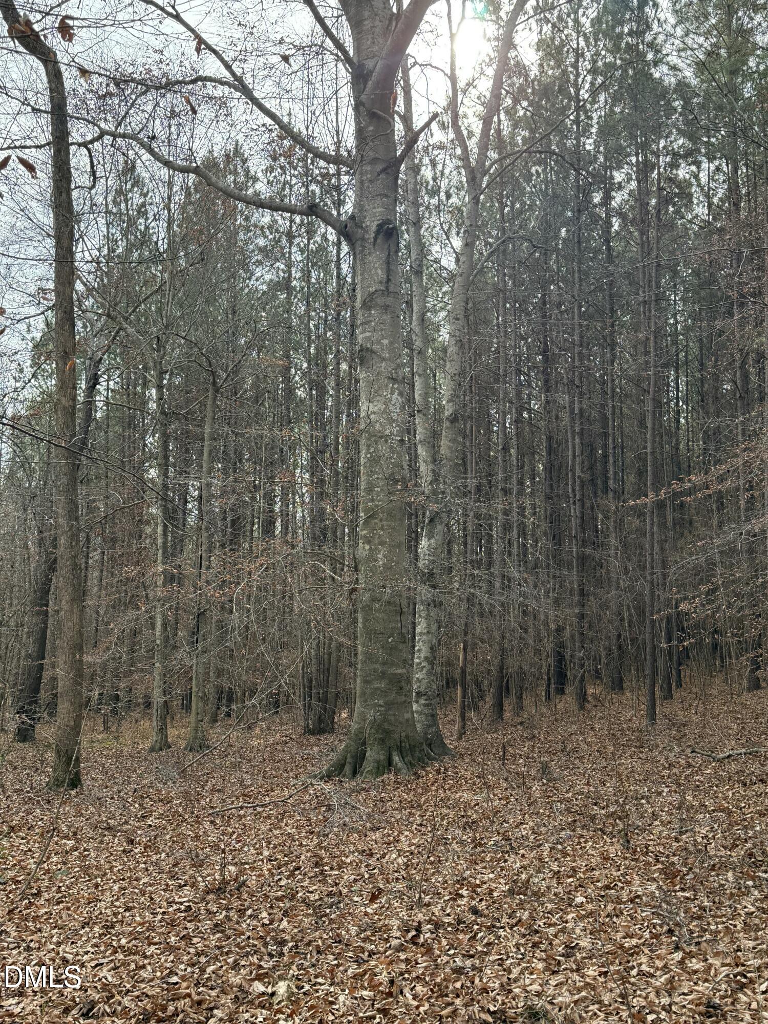 0 Tommie Daniel Road Oxford, NC 27565 - Photo 57 of 72 a view of a forest