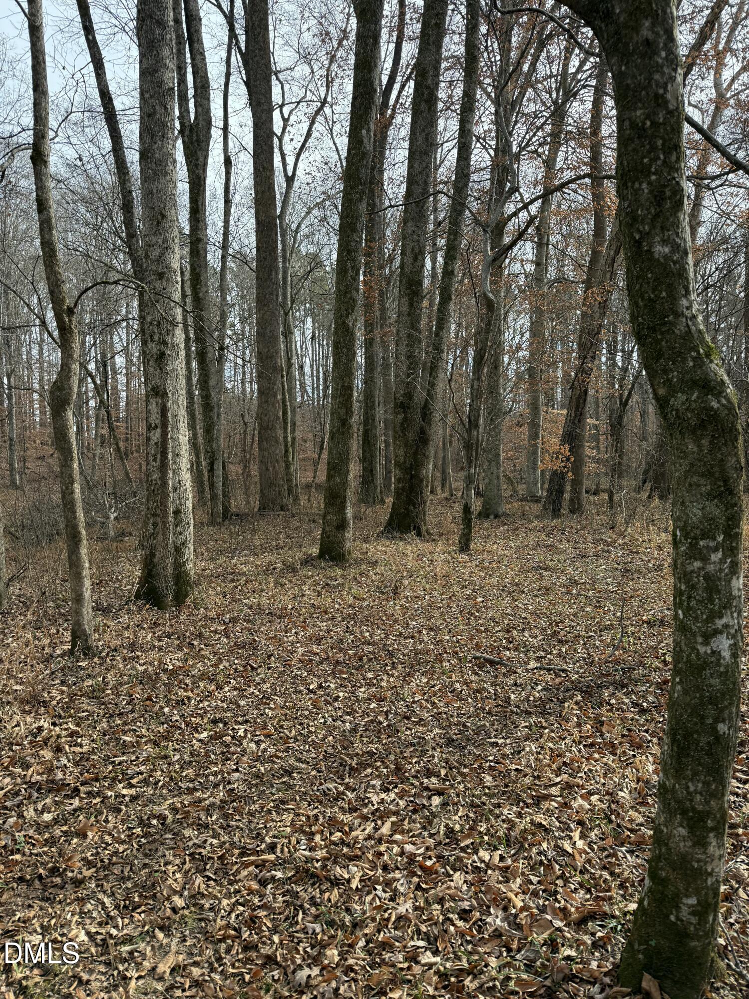 0 Tommie Daniel Road Oxford, NC 27565 - Photo 59 of 72 a view of outdoor space with trees