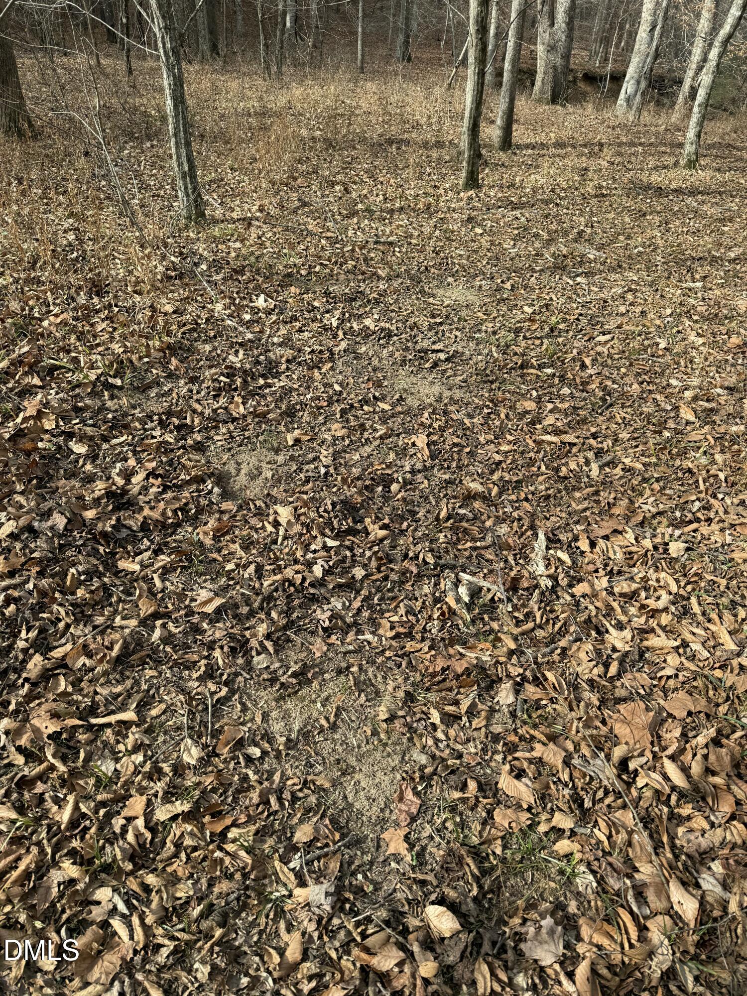 0 Tommie Daniel Road Oxford, NC 27565 - Photo 60 of 72 a view of a area with a tree