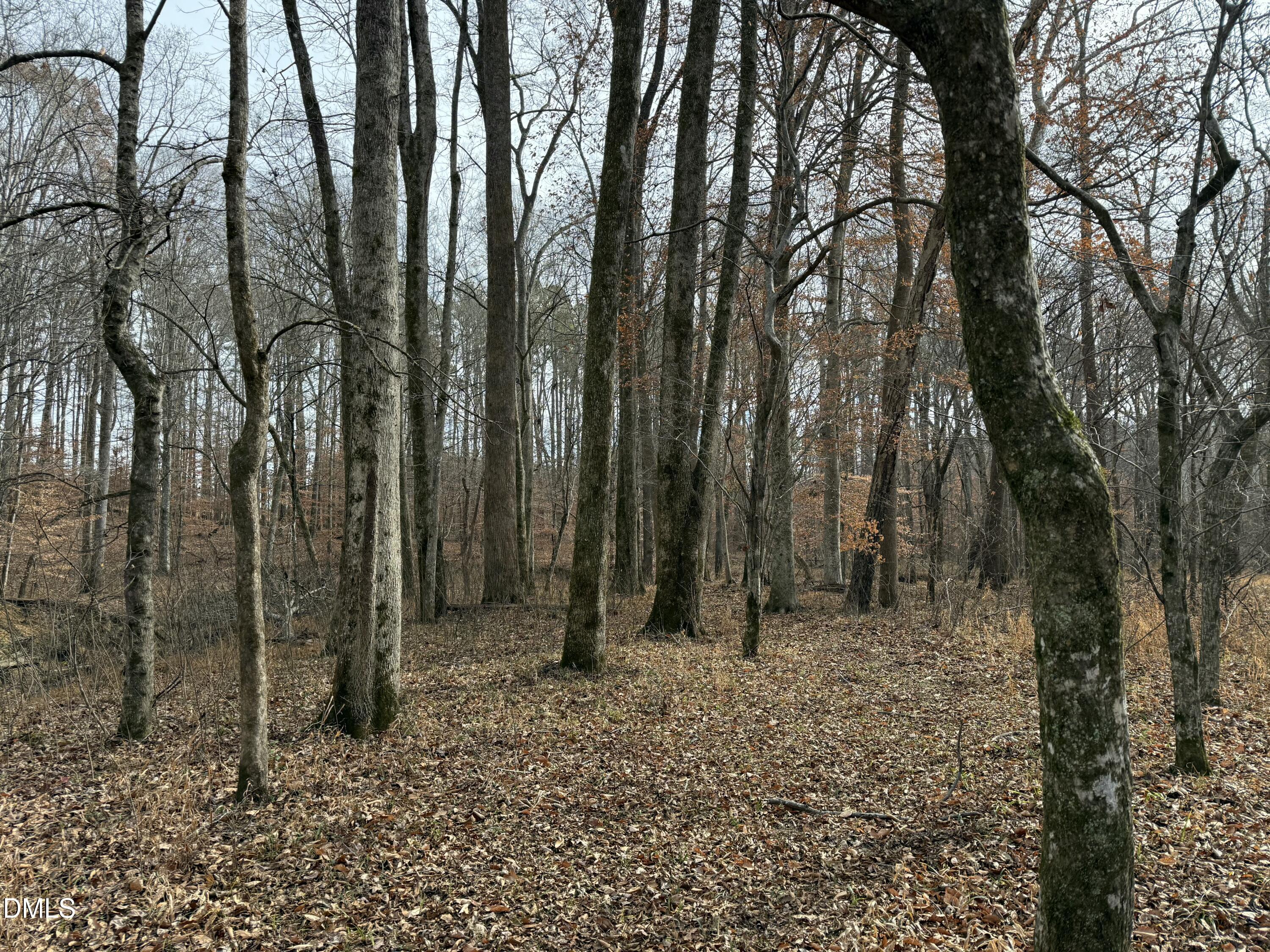 0 Tommie Daniel Road Oxford, NC 27565 - Photo 61 of 72 a view of outdoor space with lots of trees