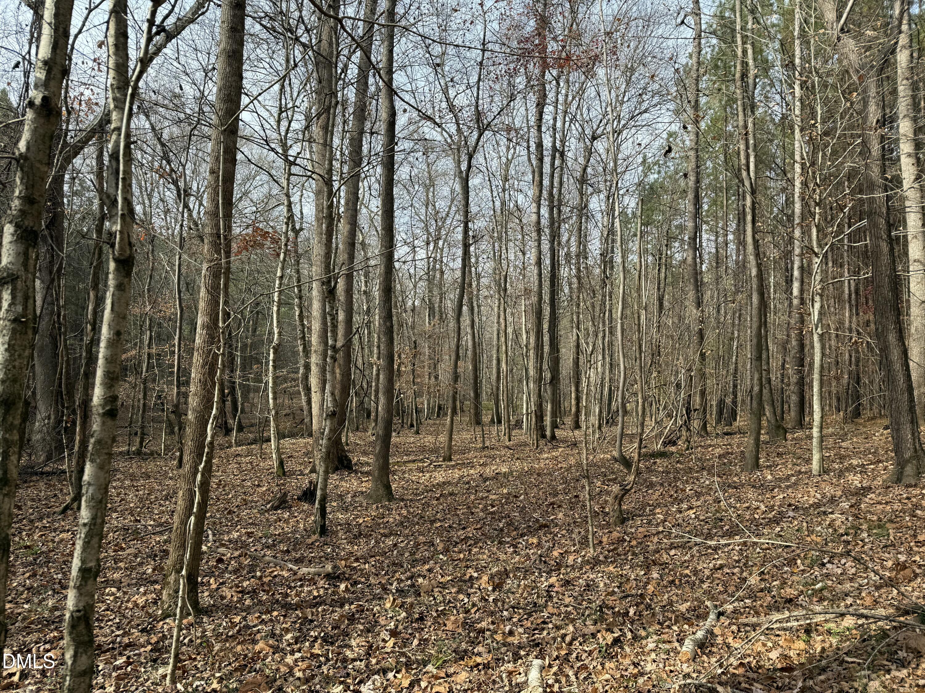 0 Tommie Daniel Road Oxford, NC 27565 - Photo 71 of 72 a view of outdoor space with lots of trees