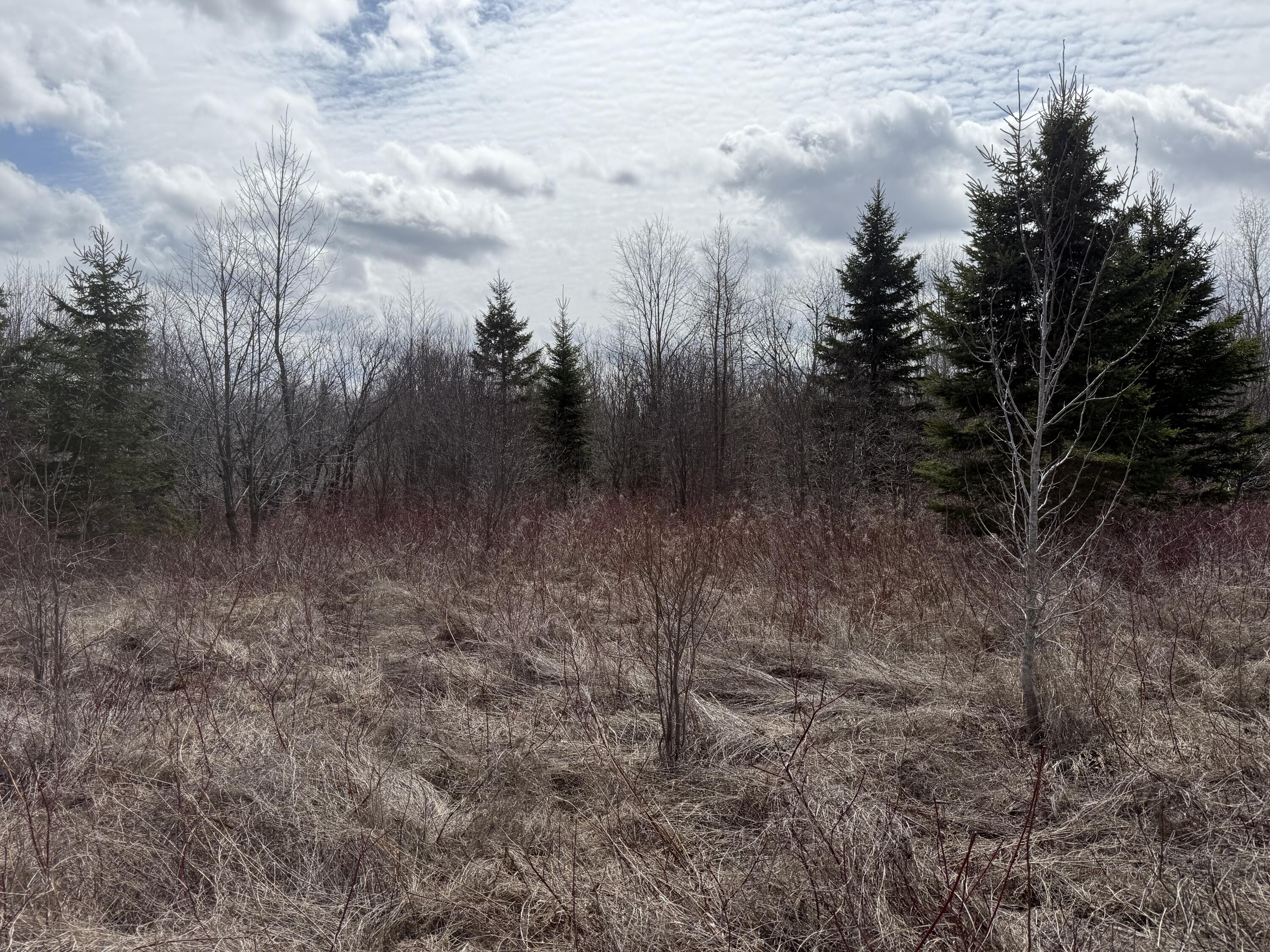 Map6-lot31 Mountain Road Blaine, ME 04734 - Photo 20 of 21 IMG_4988