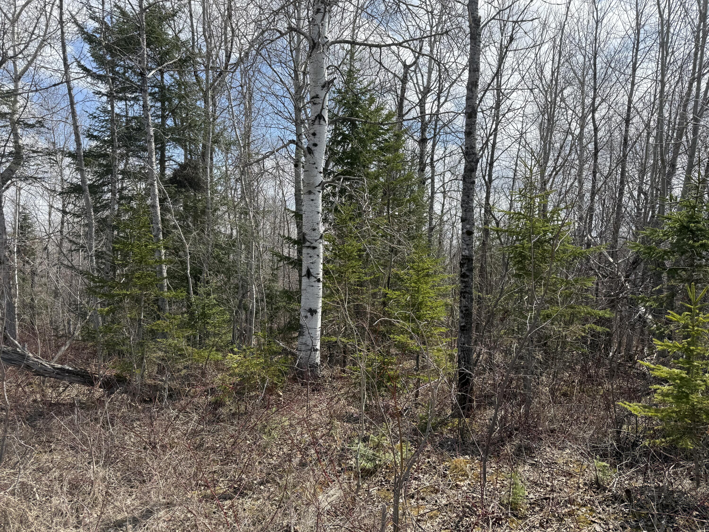 Map6-lot31 Mountain Road Blaine, ME 04734 - Photo 21 of 21 IMG_4989