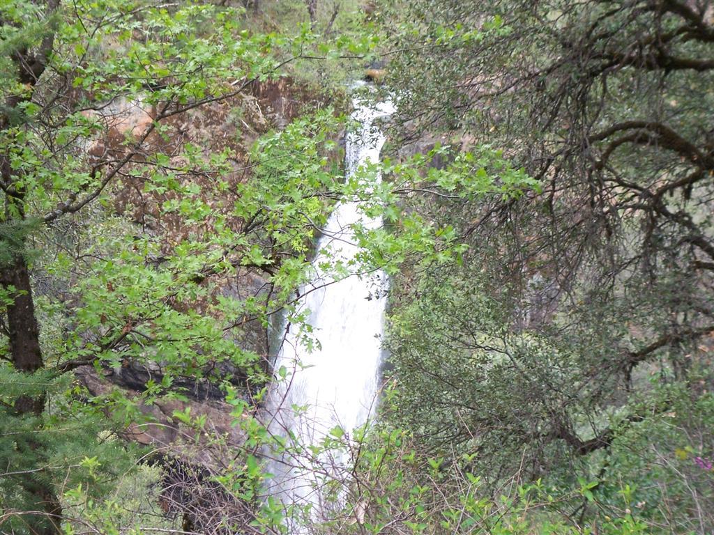 Off Fenders Ferry Road Big Bend, CA 96011 - Photo 5 of 6 a view of a tree in a forest