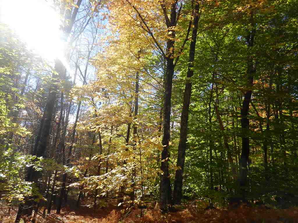 60 Sawyer Lake Road Gilmanton, NH 03237 - Photo 3 of 8 Gallery Image 3