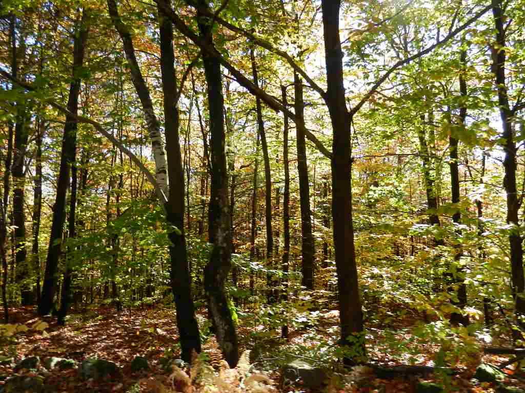 60 Sawyer Lake Road Gilmanton, NH 03237 - Photo 5 of 8 Gallery Image 5