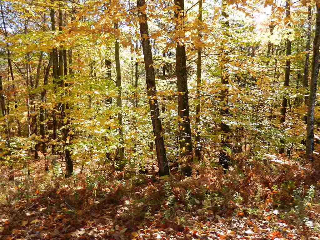 60 Sawyer Lake Road Gilmanton, NH 03237 - Photo 7 of 8 Gallery Image 7