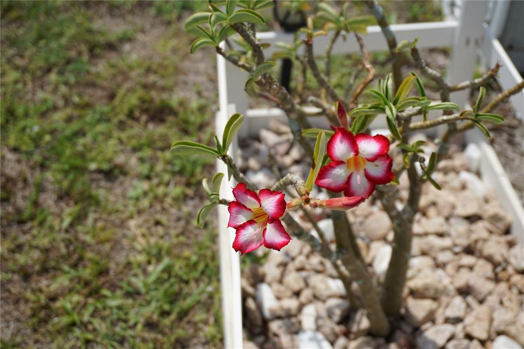 15371 Mango Drive Punta Gorda, FL 33955 - Photo 36 of 62 a view of a flower