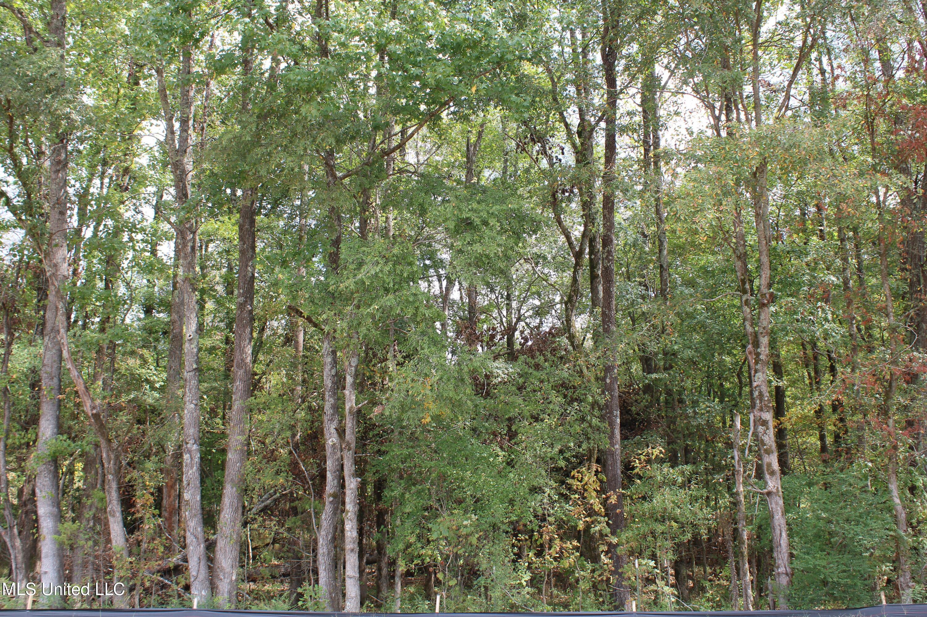 7 Hickory Hollow Road Coldwater, MS 38618 - Photo 34 of 70 IMG_6594