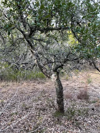a view of a forest with a tree