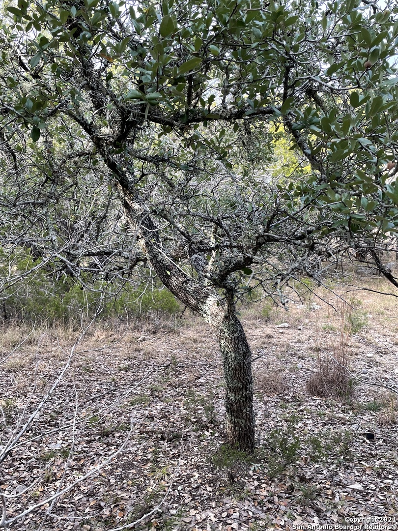 1490 Red Rock Road Kendalia, TX 78027 - Photo 3 of 5 a view of a forest with a tree