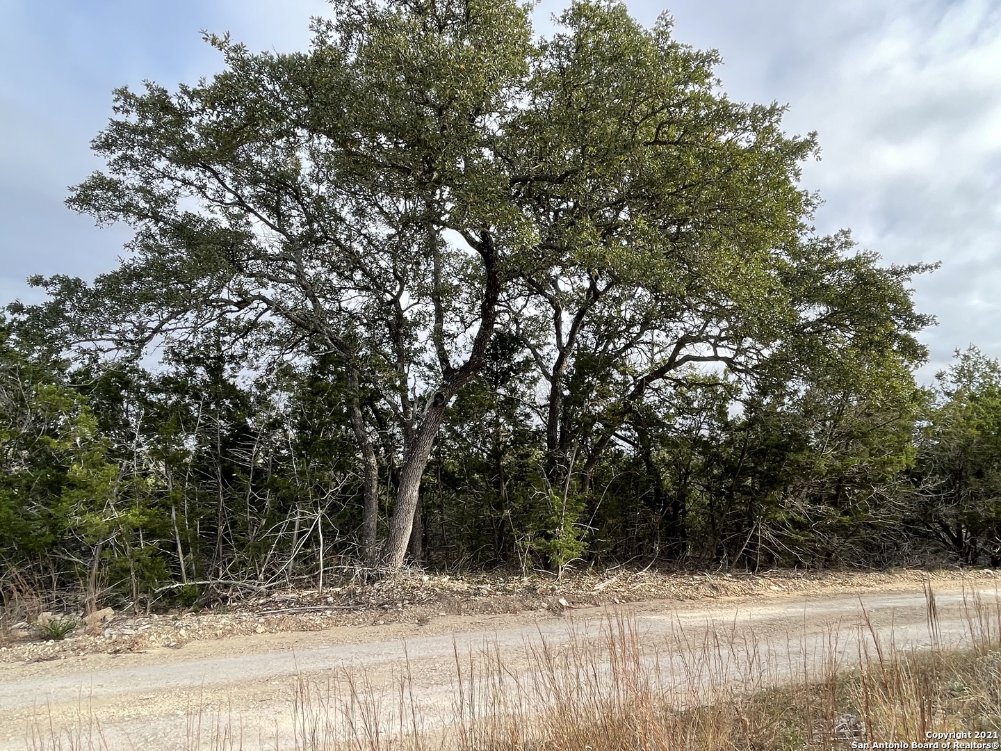 1490 Red Rock Road Kendalia, TX 78027 - Photo 4 of 5 a view of a yard with a tree