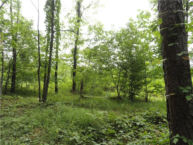 1160 Powdermill Br Road Summertown, TN 38483 - Photo 20 of 20 Behind the home off of the access road is the rest of the acreage that sells with the home.