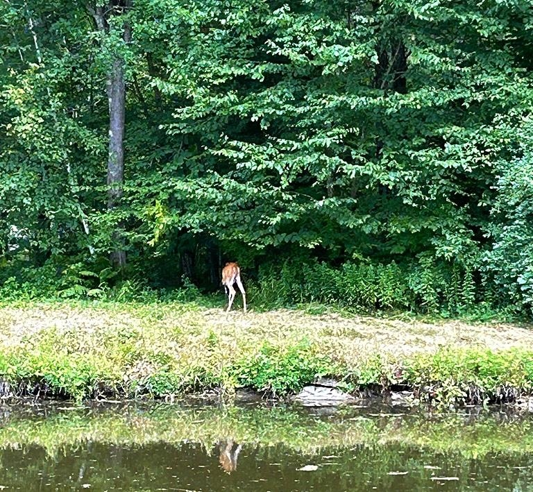 56 Beech Hill Road Weare, NH 03281 - Photo 11 of 19
