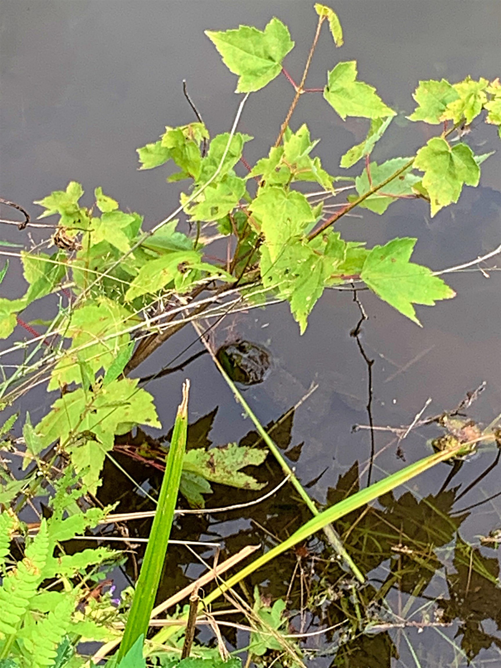 56 Beech Hill Road Weare, NH 03281 - Photo 9 of 19