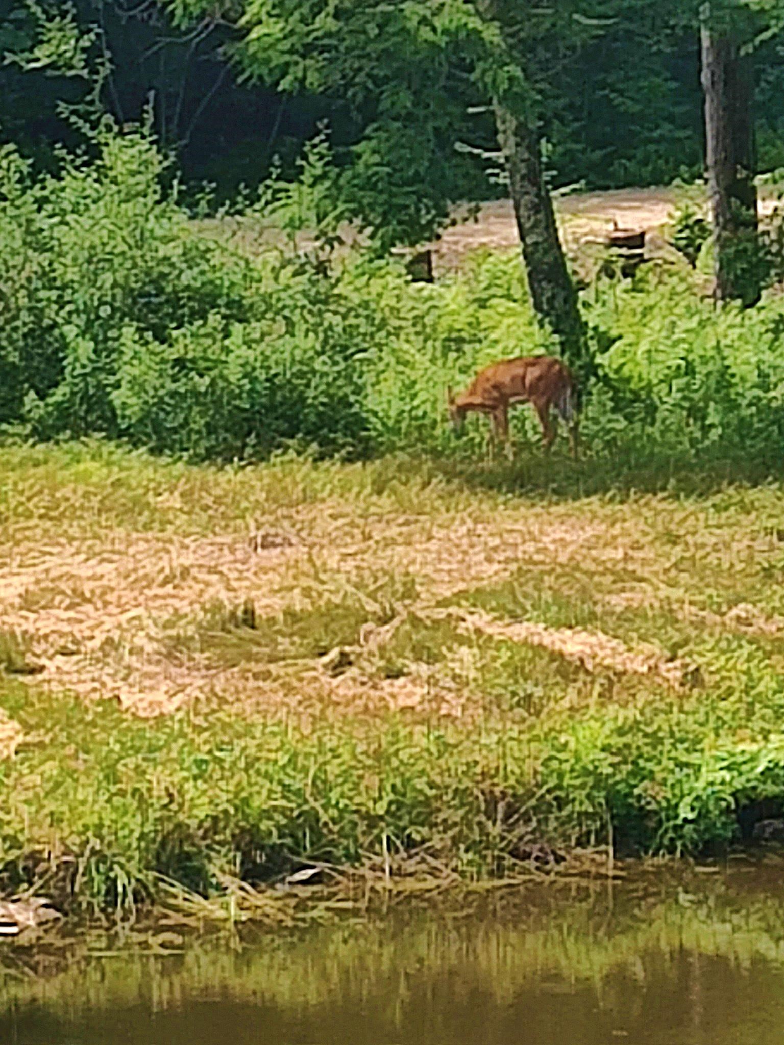 56 Beech Hill Road Weare, NH 03281 - Photo 10 of 19