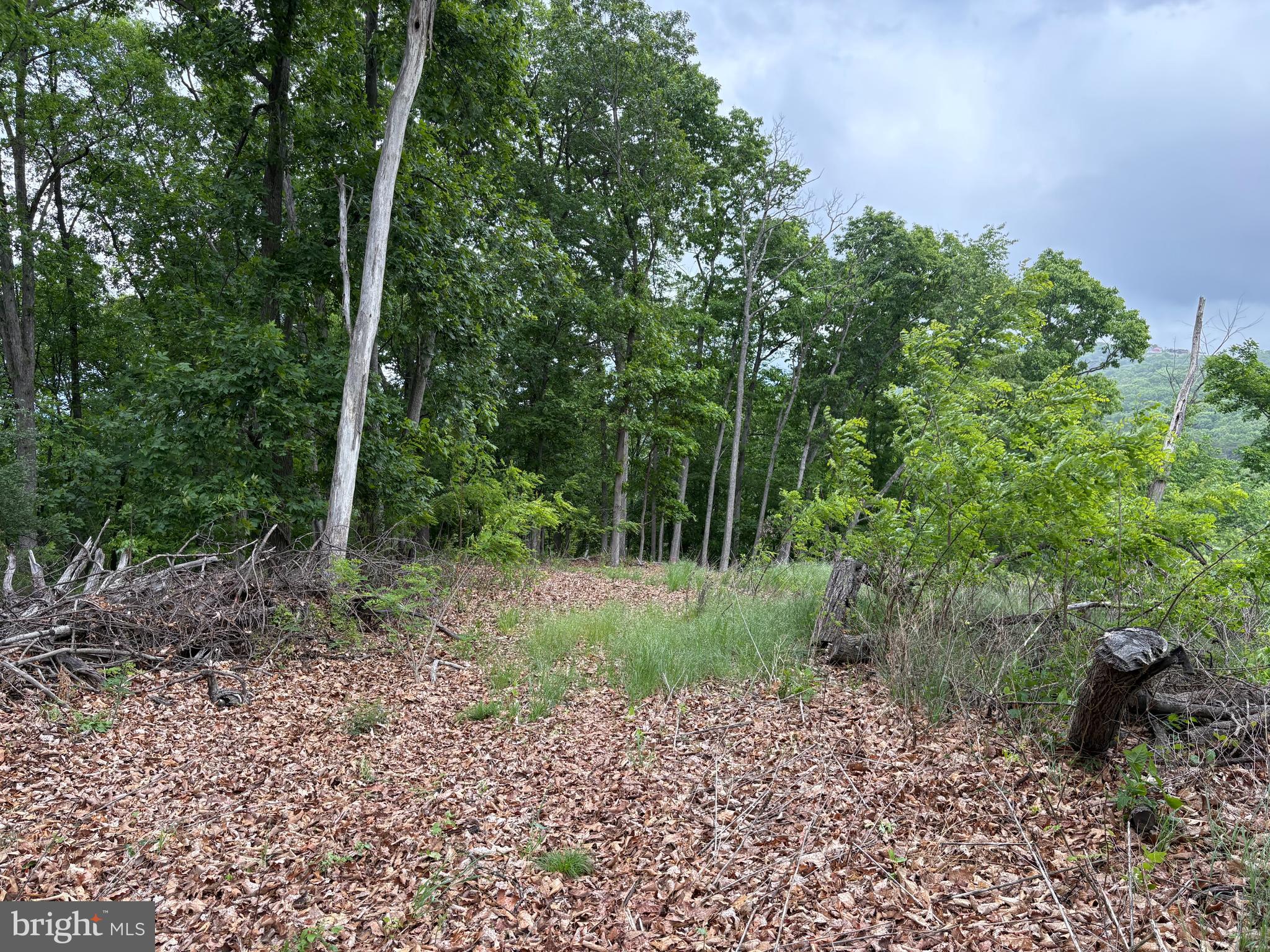 40.15-ac Middle Ridge Road Burlington, WV 26710 - Photo 22 of 47