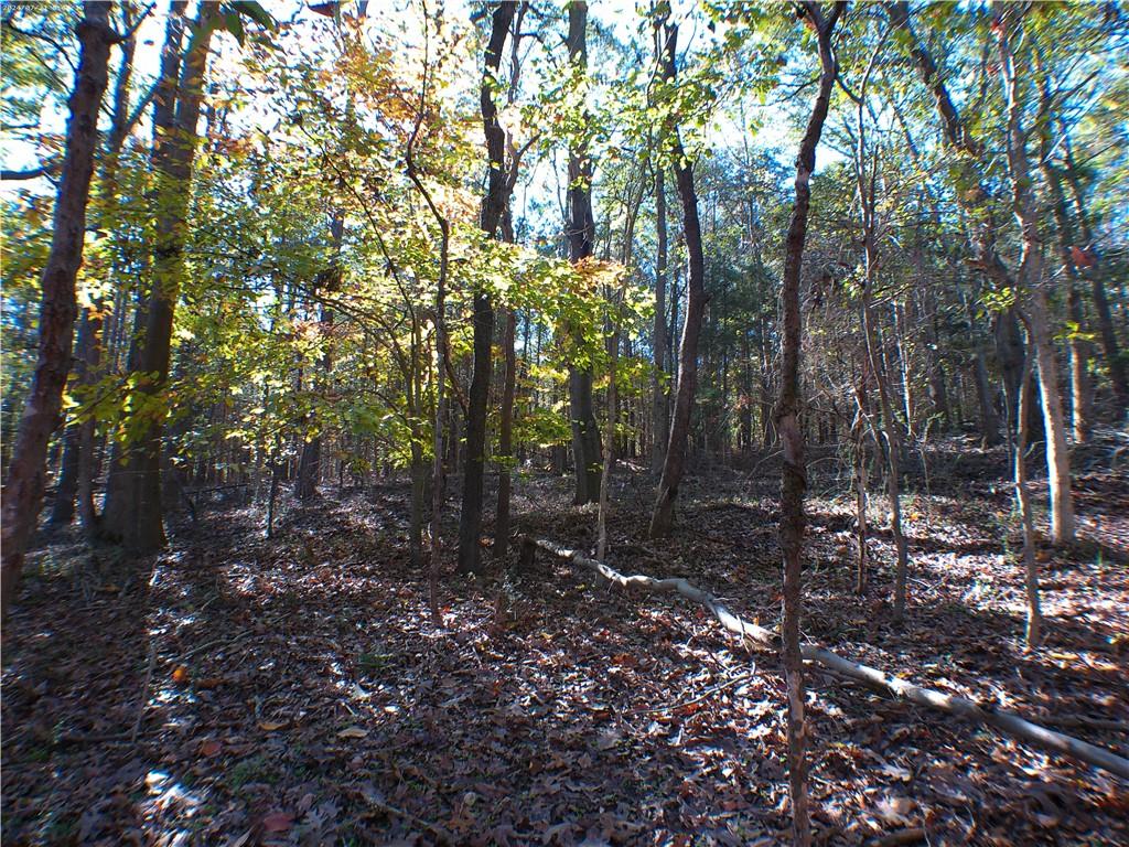 0 Dusty Road Bowman, GA 30624 - Photo 4 of 8 a view of a forest with trees