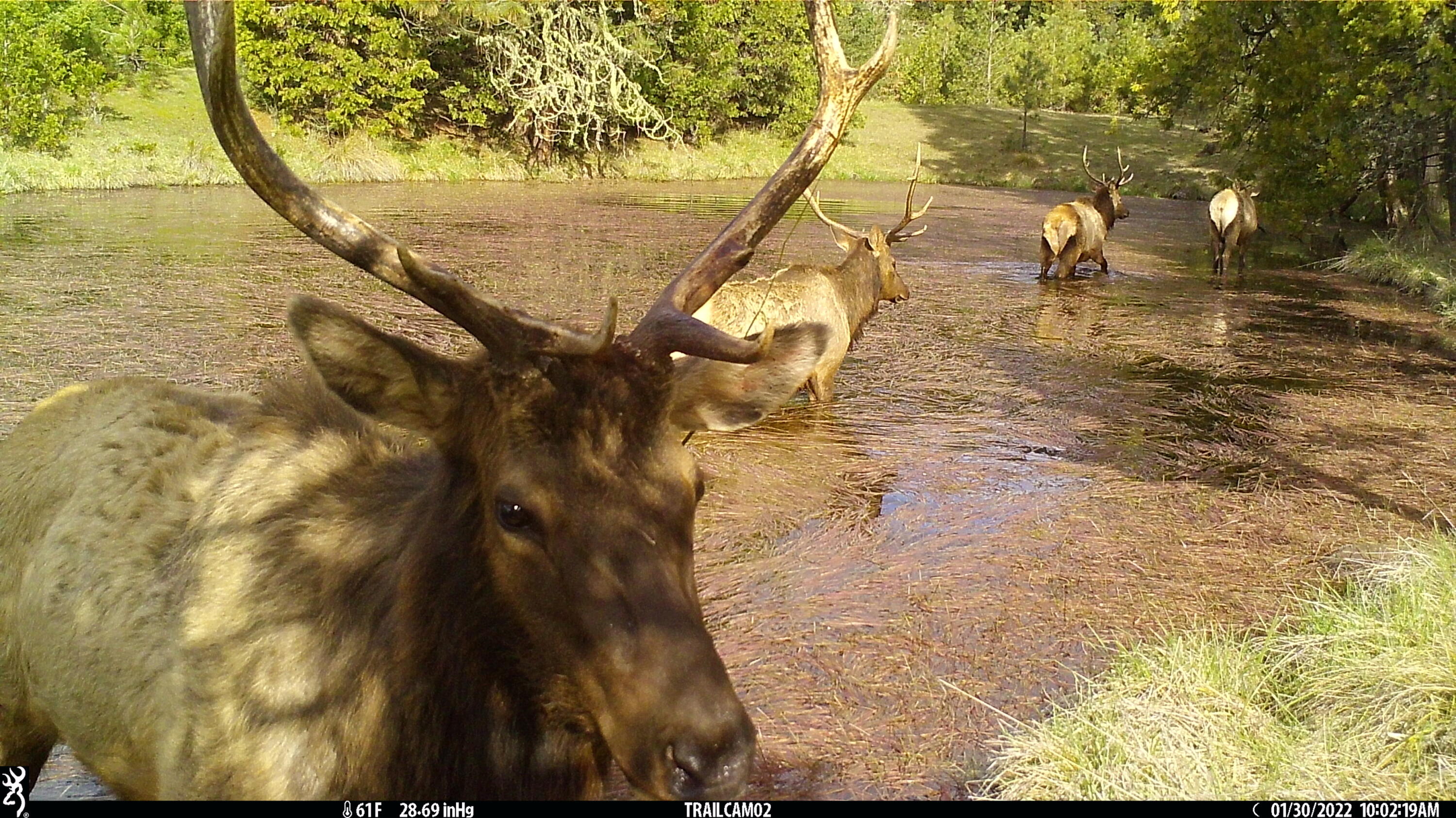 0 Riddle Bypass Road Riddle, OR 97469 - Photo 29 of 36 elk(38)