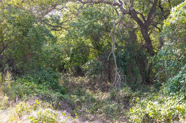 a view of a forest with trees in the background