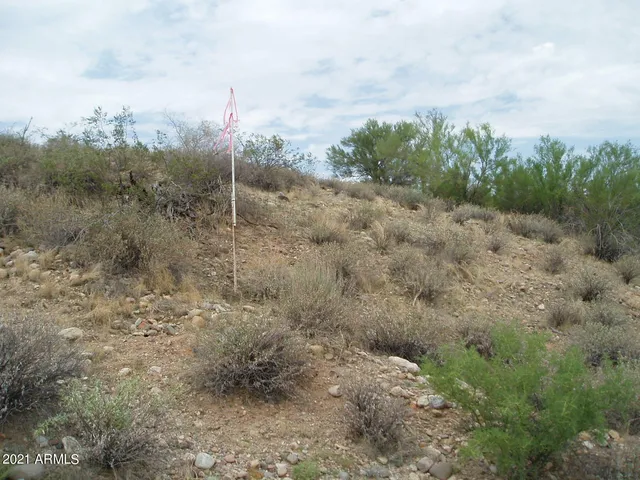 a view of a dry yard with trees