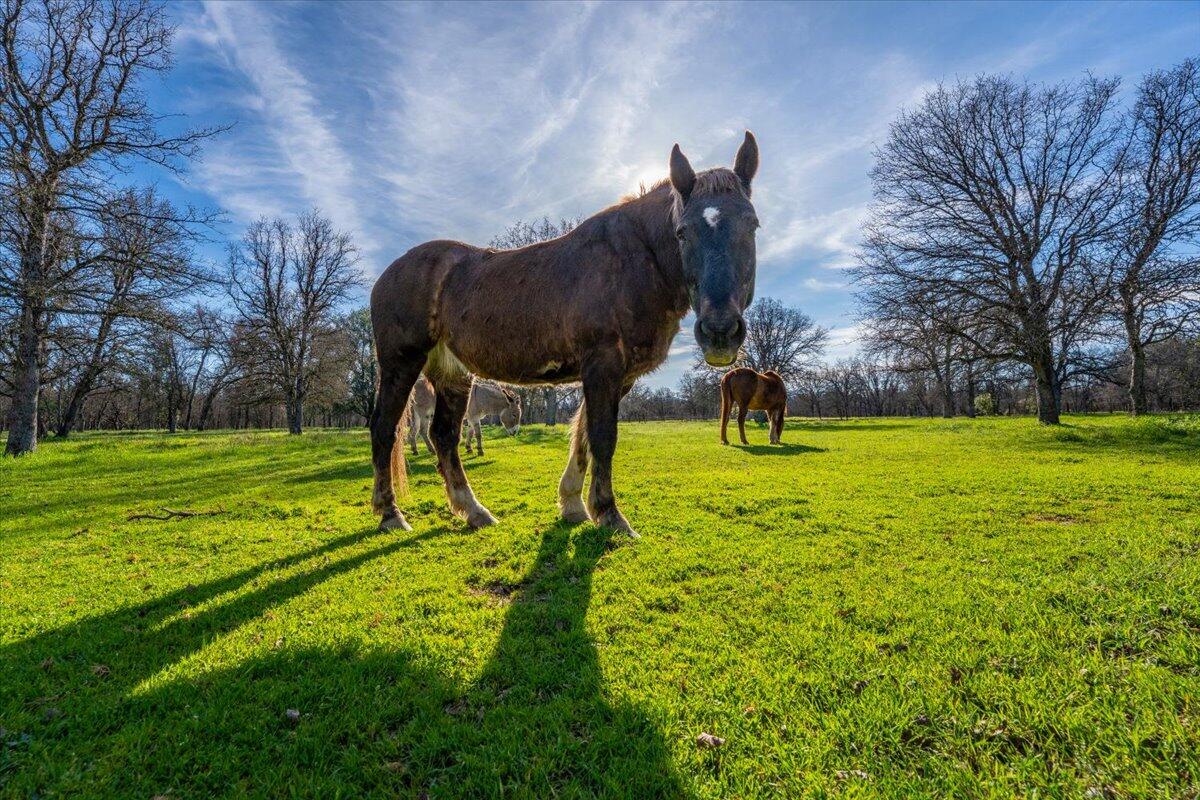15525 Bowman Road Red Bluff, CA 96080 - Photo 148 of 148 148-15525 Bowman Rd - E-90