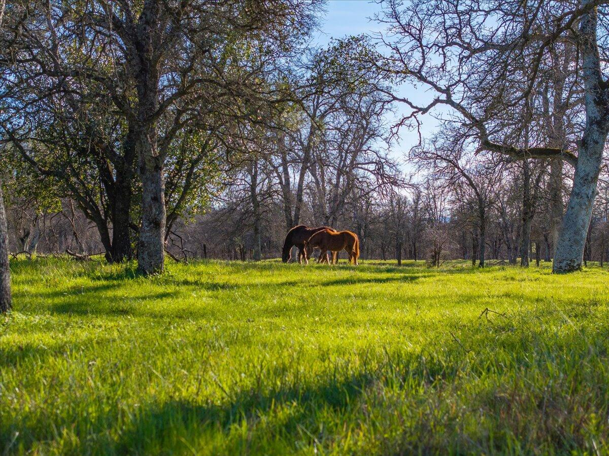 15525 Bowman Road Red Bluff, CA 96080 - Photo 40 of 148 Free to roam