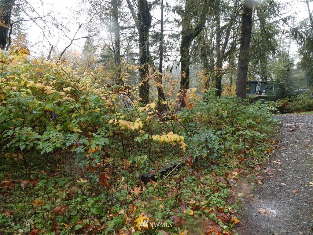 51801 South Riverside Road Gold Bar, WA 98251 - Photo 11 of 25 a view of a yard with plants and trees
