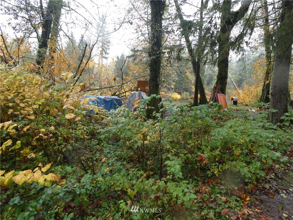 51801 South Riverside Road Gold Bar, WA 98251 - Photo 14 of 25 a view of a forest filled with trees