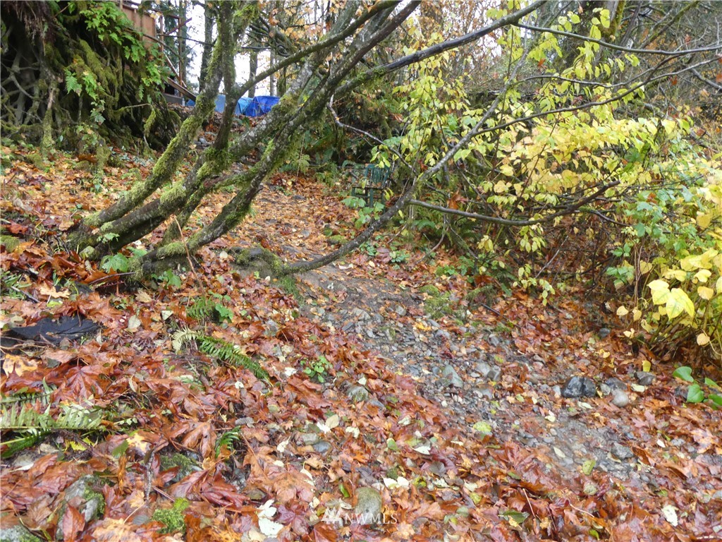 51801 South Riverside Road Gold Bar, WA 98251 - Photo 20 of 25 a view of tree