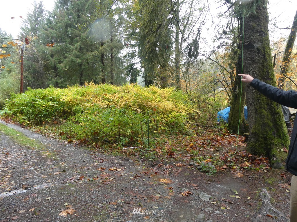 51801 South Riverside Road Gold Bar, WA 98251 - Photo 4 of 25 a view of a yard with plants and trees