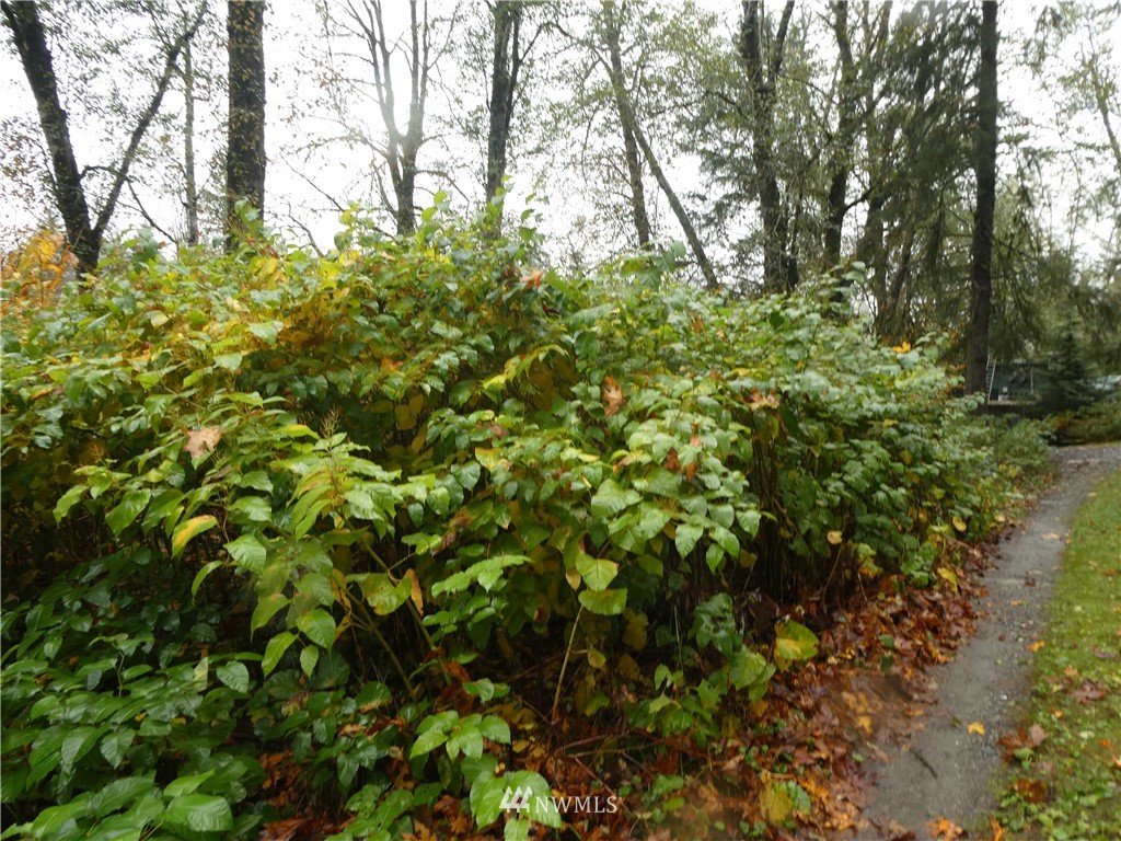 51801 South Riverside Road Gold Bar, WA 98251 - Photo 7 of 25 a view of a lush green forest